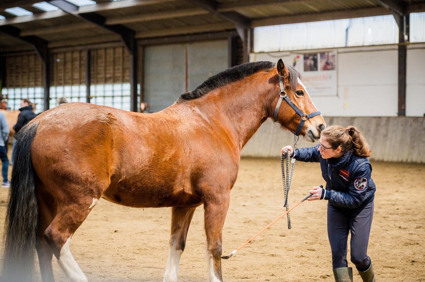 Séance de travail avec les chevaux